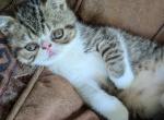 Thomas - Exotic Cat For Sale - Talco&comma; TX&comma; US