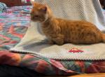 Percy - Munchkin Cat For Sale - FL&comma; US