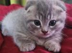 Abigail - Munchkin Cat For Sale - Molalla&comma; OR&comma; US
