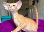 Ben - Peterbald Cat For Sale - Miami&comma; FL&comma; US