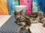 Charlie - Minuet Cat For Sale - West Branch&comma; MI&comma; US