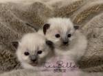 Balinese Babies - Balinese Cat For Sale - CA&comma; US