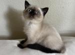Seal point boy - Scottish Straight Cat For Sale - Sun City Center&comma; FL&comma; US