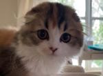 CALICO LH KITTENS - Scottish Fold Cat For Sale - Sun City Center&comma; FL&comma; US