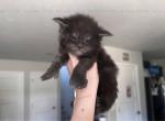 Yoshino litter - Maine Coon Cat For Sale - WA&comma; US
