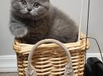Mimi - Scottish Fold Cat For Sale - New York&comma; NY&comma; US
