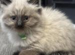 Gilbert - Himalayan Cat For Sale - Peoria&comma; IL&comma; US