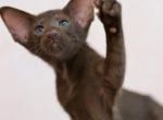Gorgona - Oriental Cat For Sale - Pembroke Pines&comma; FL&comma; US