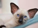 Germiona - Oriental Cat For Sale - Pembroke Pines&comma; FL&comma; US