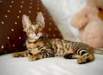Tomas - Bengal Cat For Sale - Norwalk&comma; CT&comma; US