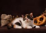 Dolli - Exotic Cat For Sale - Norwalk&comma; CT&comma; US