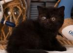 Baron - Exotic Cat For Sale - Norwalk&comma; CT&comma; US