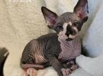 Sphynx Girl Taffy TICA  reg - Sphynx Cat For Sale - Lockport&comma; IL&comma; US