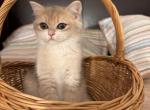 Jerry - Brazilian Shorthair Cat For Sale - San Mateo&comma; CA&comma; US