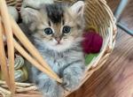 Toby - British Shorthair Cat For Sale - Brooklyn&comma; NY&comma; US