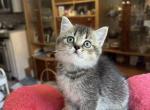 Princes - Scottish Straight Cat For Sale - Brooklyn&comma; NY&comma; US
