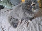 Cfa blue cream persian kitten - Persian Cat For Sale - Woodburn&comma; IN&comma; US