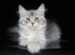 NICOLE IZ TVERSKOGO KNYAZHESTVA - Siberian Cat For Sale - NY&comma; US
