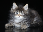 PLATON IZ TVERSKOGO KNYAZHESTVA - Siberian Cat For Sale - NY&comma; US