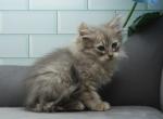 Axel of Romanov Dynasty - Siberian Cat For Sale - Ashburn&comma; VA&comma; US