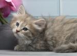 Yelena of RomanovCats - Siberian Cat For Sale - Ashburn&comma; VA&comma; US