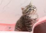 Sorrento of RomanovCats - Siberian Cat For Sale - Ashburn&comma; VA&comma; US