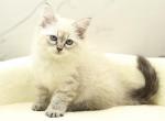 Sitka of RomanovCats - Siberian Cat For Sale - Ashburn&comma; VA&comma; US