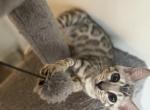 Barbie the Silver Bengal - Bengal Cat For Sale - Raeford&comma; NC&comma; US