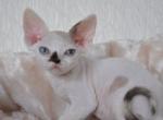 Jennifer - Devon Rex Cat For Sale - Norwalk&comma; CT&comma; US