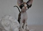 Josefina - Devon Rex Cat For Sale - Norwalk&comma; CT&comma; US