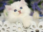 Belle - Scottish Straight Cat For Sale - Hollywood&comma; FL&comma; US