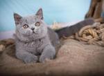 Freddie - British Shorthair Cat For Sale - Brooklyn&comma; NY&comma; US