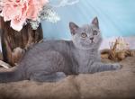 Flicka - British Shorthair Cat For Sale - Brooklyn&comma; NY&comma; US