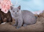Frankie - British Shorthair Cat For Sale - Brooklyn&comma; NY&comma; US