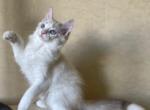 Asian - Ragdoll Cat For Sale - Brooklyn&comma; NY&comma; US