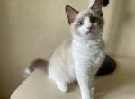 Apollon - British Shorthair Cat For Sale - Brooklyn&comma; NY&comma; US