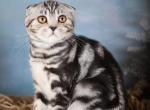 Fila - Scottish Fold Cat For Sale - Brooklyn&comma; NY&comma; US