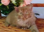 Egor - British Shorthair Cat For Sale - Brooklyn&comma; NY&comma; US