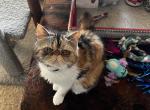 Calico Exotic - Exotic Cat For Sale - Plymouth&comma; MN&comma; US