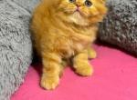 Oskar - British Shorthair Cat For Sale - Brooklyn&comma; NY&comma; US