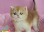 Louis - British Shorthair Cat For Sale - Brooklyn&comma; NY&comma; US