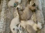 MORE AVAILABLE Kats Ravishing Ragdolls - Ragdoll Cat For Sale - Lancaster&comma; PA&comma; US