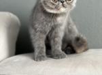 Ally - Exotic Cat For Sale - Vancouver&comma; WA&comma; US
