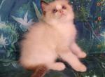 Dexter Ragdoll Boy - Ragdoll Cat For Sale - VA&comma; US