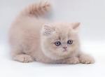 Yumika - Exotic Cat For Sale - Pembroke Pines&comma; FL&comma; US