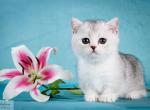 Los Angeles - Munchkin Cat For Sale - Pembroke Pines&comma; FL&comma; US
