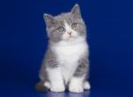 Ukans - British Shorthair Cat For Sale - Pembroke Pines&comma; FL&comma; US