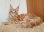 Justin - Maine Coon Cat For Sale - Miami&comma; FL&comma; US