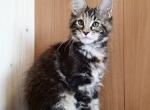 Joyce - Maine Coon Cat For Sale - Miami&comma; FL&comma; US