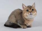 Munchkin S4 - Munchkin Cat For Sale - New York&comma; NY&comma; US